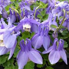 Image result for Aquilegia flabellata ministar