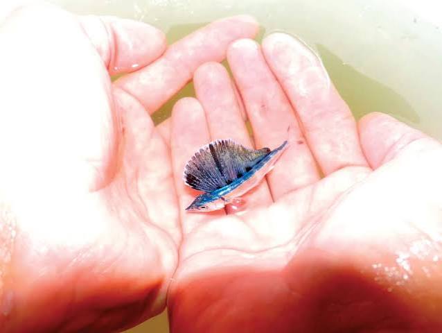 Baby Blue Marlin Released | Marlin