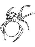 Select from 35450 printable coloring pages of cartoons, animals, nature, bible and many more. Spider Coloring Pages