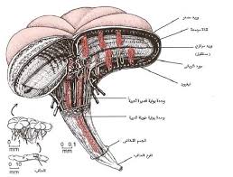 الجهاز الإخراجي في الدجاج Excretory System