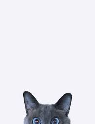 @jdotk, diambil dengan kamera tidak diketahui 11/18 2018 gambar yang diambil dengan. 12 Cutie Cat Ideas Haiwan Peliharaan Haiwan Lucu Alam Semula Jadi