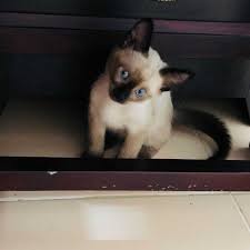 There are 2 boys and 1 girl. Buy Siamese Kitten Cat For Sale Online In India At Best Price