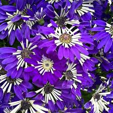 Image result for Pericallis