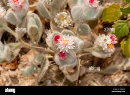 Image result for Helichrysum argyrosphaerum