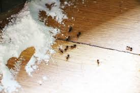 Fliegende ameisen sind keine eigene ameisenart. Hausmittel Gegen Ameisen Im Haus Das Hilft Wirklich Gartenlexikon De