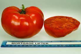 We did not find results for: What S In Season From The Garden State What S Behind The Tomato Name Newsroom