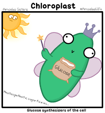 Check spelling or type a new query. Cell Structure So Chloroplasts Are The Food Producers Of The Cell