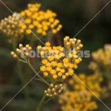 Image result for Helichrysum cooperi