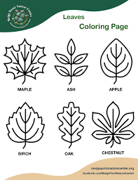 Find out why fall leaves change color at higher elevations, and among a tree's highest boughs, first. Preschool Archives Meigs Point Nature Center