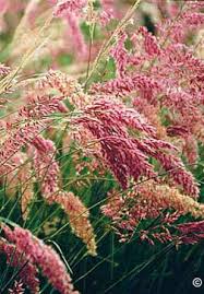 ==== miscanthus giganteus, miscanthus grass, tall hedge grass, miscanthus giganteus seed, miscanthus as biofuel, miscanthus giganteus for sale, giant miscanthus, how to grow elephant grass, miscanthus varieties, miscanthus, tall grasses for privacy fence. 1521 Choosing A Lawn Grass In Colorado Planttalk Colorado