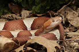 Pest control can kill insects but can't kill snakes. How To Avoid Snakebites In Maryland Pest Control In Maryland