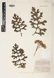 Image result for Polystachya caloglossa