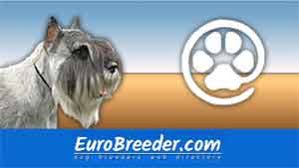 Hi, i am crystal, owner of schnauzers 101. Standard Schnauzer Breeders And Kennels Eurobreeder Com