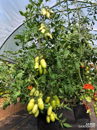Serving up fresh and rotten reviews for based on tom hiddelston's previous comments and the ending to ep 4, we're in for an absolute. Plum Tomatoes How To Grow Plum Tomatoes In Gardens And Containers
