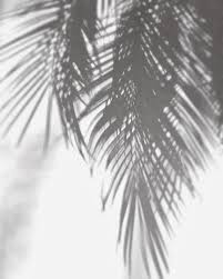 Aesthetic Black And White Palm Tree Wallpaper 437 Swimwear On Instagram Hair Smells Like The Tropics Your Body Look Nice In 2020 Background White Aesthetic Shadow Photography