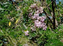 Image result for Gliricidia sepium