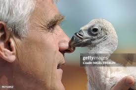 1,446 Bird Nose Stock Photos, High-Res Pictures, and Images