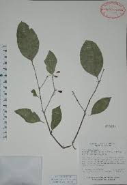 Image result for Crossopetalum mossambicense