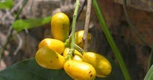 Image result for Tiliacora