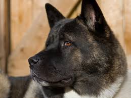 A japanese strain, commonly called akita inu. American Akita Dog Breed Information All About Dogs