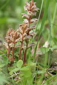 Image result for Orobanche minor