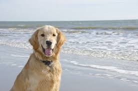 Which Dog Breeds Are The Best Alternatives To The French Bulldog Best Dogs For Families Family Dogs Breeds Dog Breeds