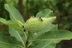 Often there are quicker methods suggested for separating the seed from the pod, but the most rewarding and safest way is to do it by hand.2 x research source additionally, if there are any seeds that seem warped or haven't developed properly. Ohio Weedguide