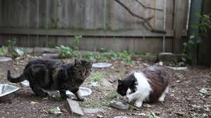 Cats should always be provided with cooked fish to minimise the risk of salmonella poisoning. Tvo Documentary Highlights U Of G Conservationist S Work U Of G News