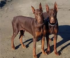 For the best experience, we recommend you upgrade to the latest version of chrome or safari. View Ad Doberman Pinscher Puppy For Sale Near California Tulare Usa Adn 149531