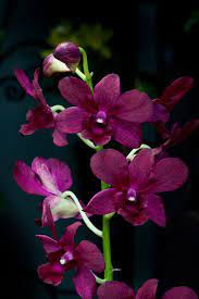 Dendrobium Burana Glow Den Phal Type Photo By Duane Erdmann Orchids Growing Orchids Dendrobium Orchids