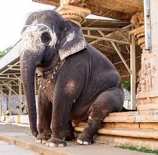 Epingle Sur Elephants