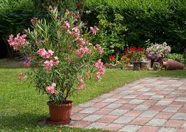 We did not find results for: Schadlinge Am Oleander
