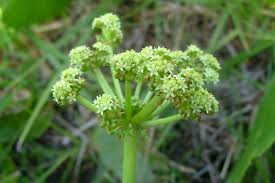 Image result for Hydrocotyle bonariensis