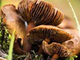 7 Of The Worlds Most Poisonous Mushrooms Britannica