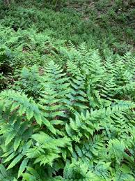 Image result for Dryopteris athamantica