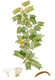 Image result for Dichrostachys