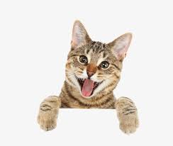 Cute Funny Little Cat Cute Clipart Cat Clipart Interesting Png Transparent Clipart Image And Psd File For Free Download Cats Cute Cats Cat Care