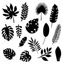 Palm Leaves Silhouettes Set Isolated On White Background Tropical Leaf Silhouette Tropical Leaves Illustration Leaf Stencil