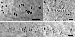 Image result for Kosteletzkya grantii