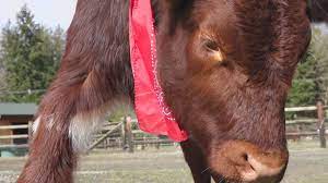 We did not find results for: Community Helps Blind Calf At Sammamish Animal Sanctuary Get New Barn After Fire King5 Com