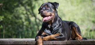 Raising a rottweiler can be challenging but with the right approach and techniques, rotties are amazing companions and a perfect addition to any family. Rottweiler Liebenswerter Familienhund Oder Wilde Bestie