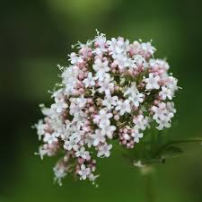 Image result for Valeriana