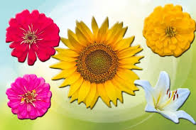 What Kind Of Flower Are You Flowers Fun Quiz Zinnias