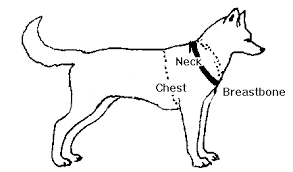 You need to measure the deepest part of the. How To Measure Your Dog For Our Equipment Snowpaw Store
