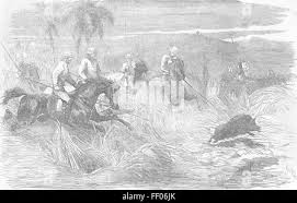 Pig sticking india hi-res stock ...