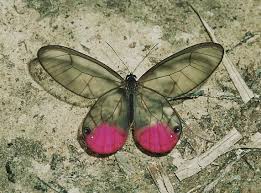 Black And Red Caterpillars On Azaleas The Paradise Phantom Or Pink Glasswing Cithaerias Phantoma Is See Through Like Glass On The Bottom Wings The Beautiful Butterflies Beautiful Bugs Butterfly