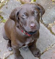 Eight charming chocolate labradore retriever puppies (akc) we have 8 charming chocolate lab puppies for sale. German Shorthaired Lab German Shorthaired Pointer X Lab Mix Info Pictures