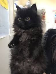 Adorable Long Haired Black Kitten Stands Up For A Better Look Pretty Cats Cute Baby Animals Kittens Cutest