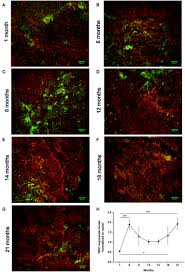 Image result for Beige 1983 Caloric