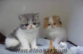 Balikesir Kedi